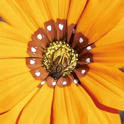 Fynbos Pollinators: Monkey Beetles and Leafcutter Bees