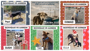 Help These 5 Beautiful Puppies Find Their Forever Homes!