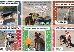 Help These 5 Beautiful Puppies Find Their Forever Homes!