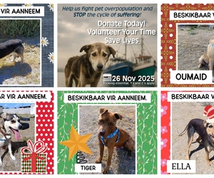 Help These 5 Beautiful Puppies Find Their Forever Homes!