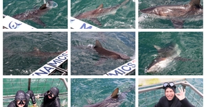 Daily Blog: 17 December 2025 | Shark Cage Diving in South Africa