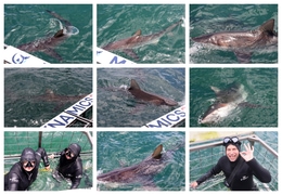 Daily Blog: 17 December 2025 | Shark Cage Diving in South Africa