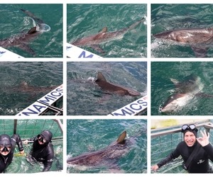 Daily Blog: 17 December 2025 | Shark Cage Diving in South Africa