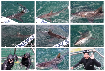 Daily Blog: 17 December 2025 | Shark Cage Diving in South Africa