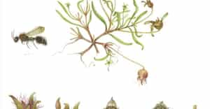 Discover the Velvet Ant at Grootbos Florilegium!