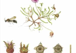 Discover the Velvet Ant at Grootbos Florilegium!