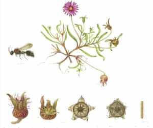 Discover the Velvet Ant at Grootbos Florilegium!