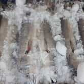 Frozen Fish - Gansbaai Vismark - Xplorio™