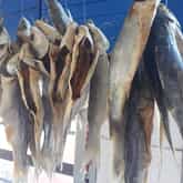 Fish - Gansbaai Vismark - Xplorio™