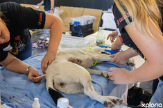 gansbaai_npo_fostering_animals_sterithon_post_op_1767011756