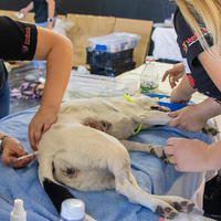 Rescue Organisation - Fostering Animals - Xplorio™ Gansbaai