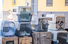 gansbaai_npo_fostering_animals_sterithon_waiting_crates_1767011787