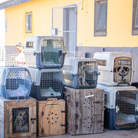 Rescue Organisation - Fostering Animals - Xplorio™ Gansbaai