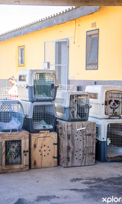 gansbaai_npo_fostering_animals_sterithon_waiting_crates_1767011787