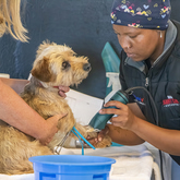 Rescue Organisation - Fostering Animals - Xplorio™ Gansbaai