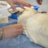 Rescue Organisation - Fostering Animals - Xplorio™ Gansbaai