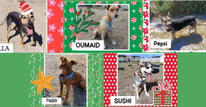 Beautiful Dogs Available for Adoption