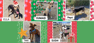 Beautiful Dogs Available for Adoption