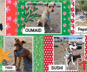 Beautiful Dogs Available for Adoption