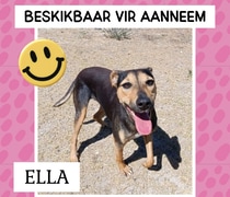 Help Ella Find Her Forever Home