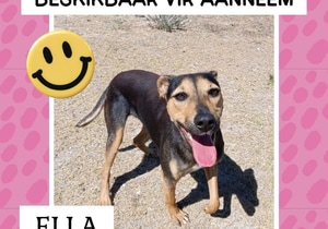 Help Ella Find Her Forever Home
