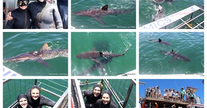 Daily Blog: 13 January 2026 | Shark Cage Diving in South Africa