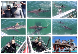 Daily Blog: 13 January 2026 | Shark Cage Diving in South Africa