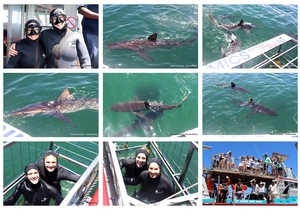 Daily Blog: 13 January 2026 | Shark Cage Diving in South Africa