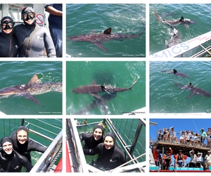 Daily Blog: 13 January 2026 | Shark Cage Diving in South Africa