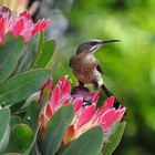 Cape sugarbird - Africansunroad - Xplorio™ Hermanus