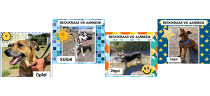 Adopt a Rescue Dog at a Reduced Rate