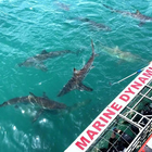 2026 Local Shark Cage Diving Prices
