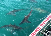 2026 Local Shark Cage Diving Prices