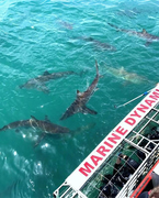 2026 Local Shark Cage Diving Prices