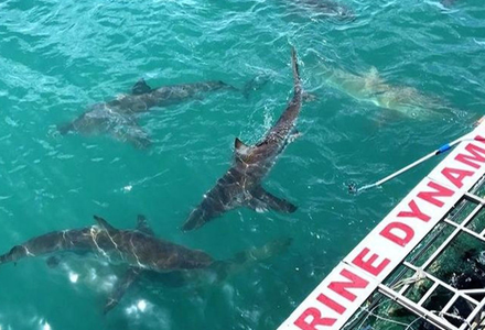 2026 Local Shark Cage Diving Prices