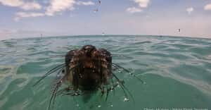 Not Just Sharks Around the Cage!