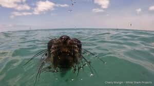 Not Just Sharks Around the Cage!