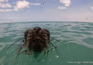 Not Just Sharks Around the Cage!