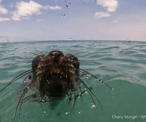 Not Just Sharks Around the Cage!