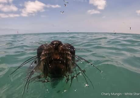 Not Just Sharks Around the Cage!