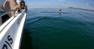 Filming a Seal… and Snapped a Breaching Shark!