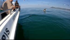 Filming a Seal… and Snapped a Breaching Shark!