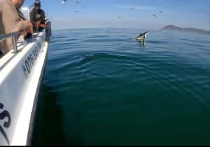 Filming a Seal… and Snapped a Breaching Shark!