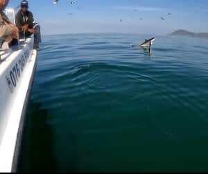 Filming a Seal… and Snapped a Breaching Shark!