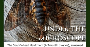 Under the Microscope: Master of Disguise With a Tricky Skull