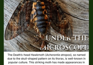 Under the Microscope: Master of Disguise With a Tricky Skull