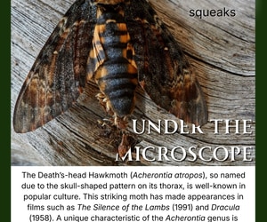 Under the Microscope: Master of Disguise With a Tricky Skull