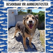 Meet Wolfie - 10 Years Young!