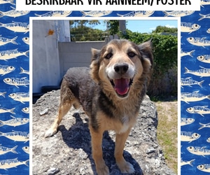 Meet Wolfie - 10 Years Young!