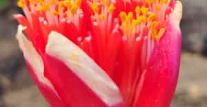 New Scientific Field Guide Coming Soon